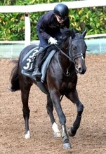 【青葉賞】５億２０００万円馬サガルマータ　23年サラブレッド血統登録頭数７７７７頭の頂点へ　勝ってダービー！歴史に名を残す