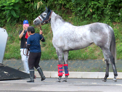 １２００メートルを１分５秒８で走ったテイエムスパーダが退厩　馬運車になかなか乗り込まない場面も　小椋調教師「頑固ですがかわいい」