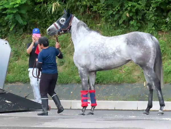 １２００メートルを１分５秒８で走ったテイエムスパーダが退厩　馬運車になかなか乗り込まない場面も　小椋調教師「頑固ですがかわいい」