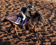 【有馬記念】前走馬体重は過去最高！８月から休養なし連戦中も状態アップ　「すごく元気です」陣営コスモキュランダに手応え
