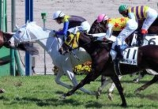 【中山７Ｒ・３歳１勝クラス】白毛の良血馬マルガは敗戦にも手応え　須貝調教師「だんだん走りの姿勢が良くなっている」