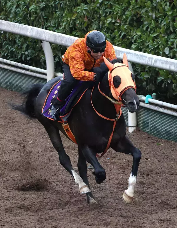 【チャンピオンズマイル】ジャンタルマンタルは２４年香港マイル大敗のリベンジへ　高野調教師「勝利したいという目的の下…」