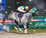 「地方競馬　世代別牝馬重賞シリーズ競走「グランダム・ジャパン２０２６」の概要決定　今年は全３０競走を予定」の画像1