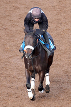 【根岸Ｓ】１４００メートルで４勝のマテンロウコマンドが好気配　長谷川調教師「兵庫ＧＴを使って良くなった」