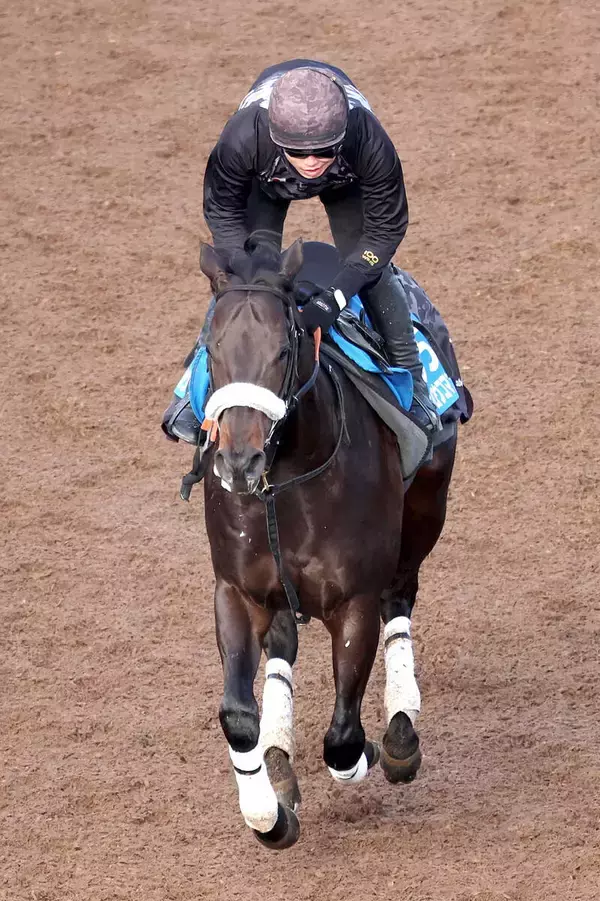 【根岸Ｓ】１４００メートルで４勝のマテンロウコマンドが好気配　長谷川調教師「兵庫ＧＴを使って良くなった」