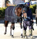 「【ＰＯＧ】ラスト新馬戦　２２日・阪神４Ｒの良血メイショウライガは遅れてきた大物か　陣営「前向きさあって素軽い」」の画像1