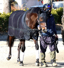 【ＰＯＧ】ラスト新馬戦　２２日・阪神４Ｒの良血メイショウライガは遅れてきた大物か　陣営「前向きさあって素軽い」