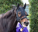 「【大阪杯】単勝はクロワデュノールが一歩抜けた１番人気　単勝の相場以上に連系の馬券で売れている実力馬は？」の画像1