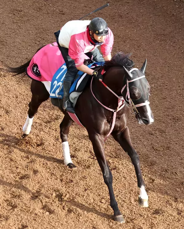 【平安Ｓ・水納の特注馬】ジューンアヲニヨシは見直し可能　アンタレスＳは大敗も本来の先行策なら