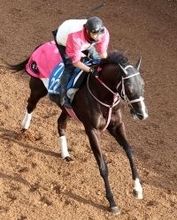 【平安Ｓ・水納の特注馬】ジューンアヲニヨシは見直し可能　アンタレスＳは大敗も本来の先行策なら