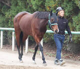「【注目馬動向】有馬記念を視野に入れていたライラックは出走が絶望的に　ファン投票で出走馬１１番目のため」の画像1