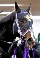 土曜京都競馬場の注目激走馬…京都１１Ｒ羅生門ステークス