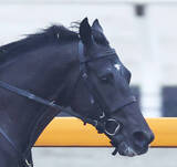 「【共同通信杯】ベレシートは猛追及ばず頭差２着　北村友一騎手「この着差だけに…」　母はＧ１・４勝クロノジェネシス」の画像1