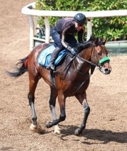 【アンタレスＳ】人気が予想されたグランドプラージュが抽選の結果、除外に　ここまで５戦４勝の素質馬