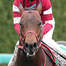 【アイビスＳＤ】前走はまさかの大敗...昨年５着の７歳馬デュガは精神面がカギ　陣営「いいときに比べると…」