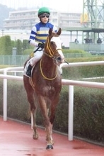 【萌黄賞】ワイドシュテルケが２連勝狙う　初戦は逃げ切り快勝　藤岡調教師「スタートも速い。開幕週向き」