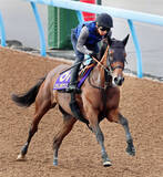 「【新潟記念・イシゴーの特注馬】ステレンボッシュ完全復活へ　新潟の外回り２０００メートルは願ってもない形態」の画像1