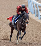 「【ダイヤモンドＳ】長丁場はお任せ！ステイヤーズＳ２着マイネルカンパーナ　青木調教師「いい形で勝って天皇賞・春を」」の画像1