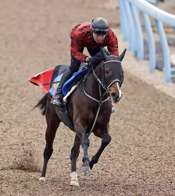 【ダイヤモンドＳ】長丁場はお任せ！ステイヤーズＳ２着マイネルカンパーナ　青木調教師「いい形で勝って天皇賞・春を」