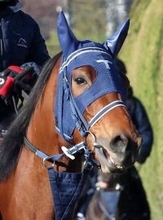 【アネモネＳ】２週連続で桜の権利獲得へ「ギリーズに引けを取らない」ディアダイヤモンドに手塚久調教師は手応え