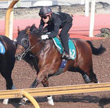 「【今週のトク注新馬】ダービー馬ダノンデサイルの半弟・ダノンチャンピオンが中京芝で初陣　安田調教師「大人びています」」の画像1