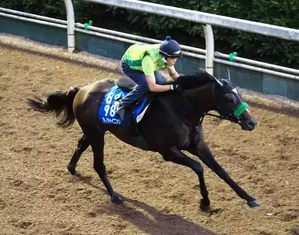 【中京記念・土曜気配】初マイルで１２番枠のサトノシャイニング　杉山晴調教師「内に越したことはないですが…」