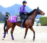 「【報知杯弥生賞】前日の単勝１番人気はアドマイヤクワッズの２・４倍　ライヒスアドラーが２・５倍で２番人気」の画像1