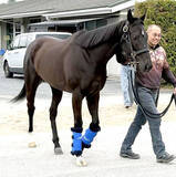 「高松宮記念で３年連続２着のナムラクレアが競走馬登録抹消　生まれ故郷の谷川牧場で繁殖入りへ」の画像1