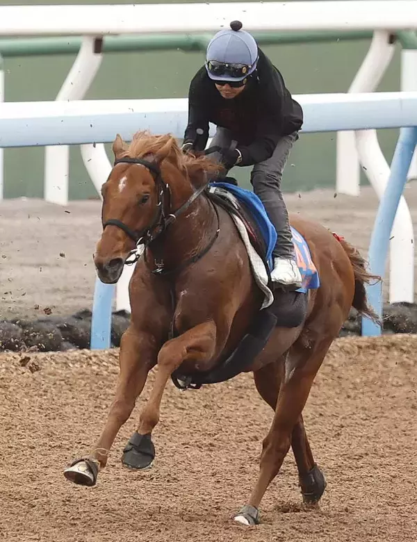 【注目馬動向】大ベテランのウイングレイテスト　一昨年２着の函館スプリントＳで復帰へ
