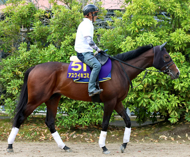【注目馬動向】アスクイキゴミは安田記念を回避　米Ｇ１のＢＣマイルを目標　藤原調教師「チャンスがあれば行きたい」