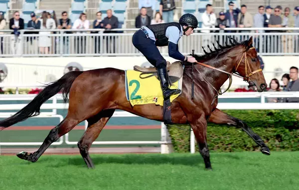 【香港スプリント】サトノレーヴは新コンビのムーア騎手が騎乗　「全てにおいてスムーズでいい感じ」