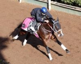 【シンザン記念】巻き返し図る良血バルセシートは末脚パワフル　松下調教師「思っていた通りの調教ができた」