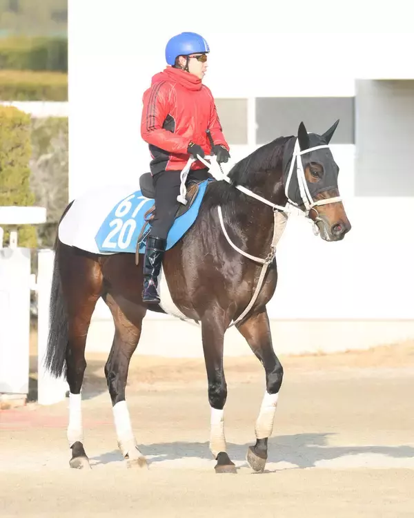 【京都記念】連勝中の上がり馬エコロディノスは試金石の一戦　陣営「ここでどんな競馬ができるか楽しみ」