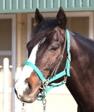 【フェブラリーＳ】堅実派ブライアンセンス状態の良さ生かし一発狙う　陣営「適度に気合が乗って元気いっぱい」