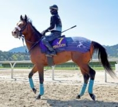 【皐月賞】昨年の最優秀２歳牡馬カヴァレリッツォは１枠１番　吉岡調教師「ロスなく運べるいい枠」