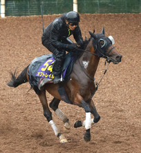 【安田記念】オフトレイルは馬体も充実期に突入　吉村調教師「５歳なんで勝負の時ですね」