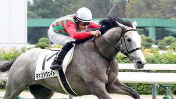 【オールカマー・金曜気配】ゴールドシップ産駒キャントウェイトが最終調整　陣営は「悪い馬場は大丈夫」と雨馬場歓迎　