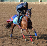 「【京都金杯】武豊騎手と新コンビのクルゼイロドスルが重賞初Ｖ狙う　高橋忠調教師「すごくいい馬と褒めてもらった」」の画像1