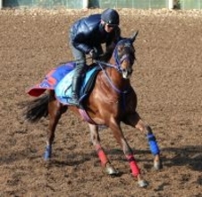 【京都金杯】武豊騎手と新コンビのクルゼイロドスルが重賞初Ｖ狙う　高橋忠調教師「すごくいい馬と褒めてもらった」