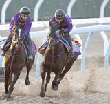 「【東京新聞杯】トロヴァトーレが時計以上の動きを披露　鹿戸調教師「最後までファイトできていた」」の画像1