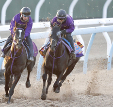 【東京新聞杯】トロヴァトーレが時計以上の動きを披露　鹿戸調教師「最後までファイトできていた」