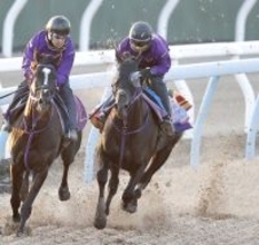 【東京新聞杯】トロヴァトーレが時計以上の動きを披露　鹿戸調教師「最後までファイトできていた」