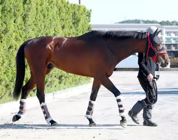 【皐月賞】若葉Ｓ馬のマテンロウゲイルは９０年以降、連対馬なしの４枠８番も陣営「競馬がうまい」