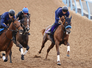 【菊花賞・１週前】セントライト記念を制したジャスティンシカゴは楽々と強豪に併入　宮田調教師「素晴らしい馬体になった」