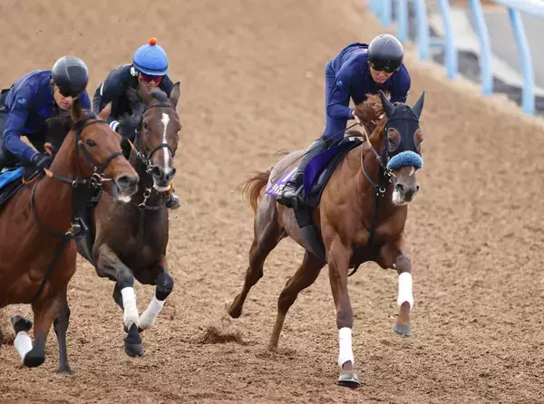 【菊花賞・１週前】セントライト記念を制したジャスティンシカゴは楽々と強豪に併入　宮田調教師「素晴らしい馬体になった」