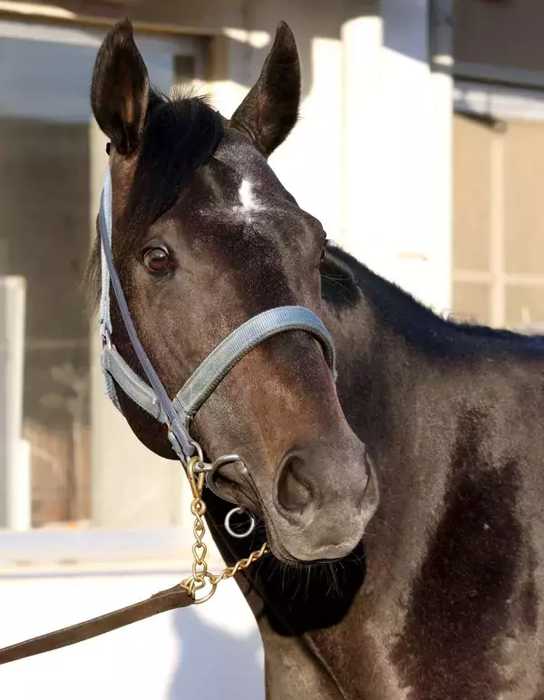 【朝日杯ＦＳ】圧勝続きのリアライズシリウスが上昇気配　手塚久調教師「（状態は）上がってくると思います」