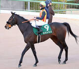 「【フェアリーＳ】戸崎圭太騎手「広いコースの方が良さそう」　３番人気のサンアントワーヌは５着」の画像1