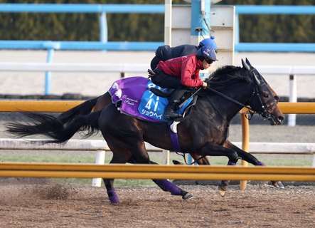 【アメリカＪＣＣ】日本ダービー３着のショウヘイが巻き返しを狙う　友道調教師「上がってくると思います」