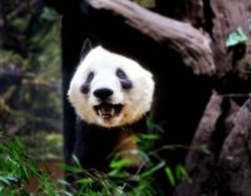 「ＴＨＥ　ＴＩＭＥ，」上野のパンダ最終観覧日終えて視聴者の声紹介「いなくなるのはさみしいけど、外交のカードにされるのもかわいそう」