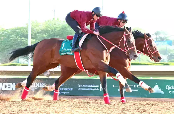 【サウジＣ】フォーエバーヤングがＢＣクラシックからわずかに“変えた”最終追い　坂井瑠星騎手「しっかり直線に向いてから」